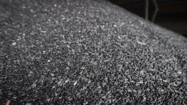 Ayçiçeği yağı üretimi için yapılan bir girişimde çok tonluk ayçiçeği tohumu..