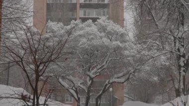 Şehirde kış yağışı. Ağaçların dalları karla kaplı, tuğladan bir evin zeminine karşı..