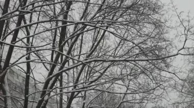 Şehir ağaçlarının karla kaplı dalları. Şiddetli kar yağışıyla kış.