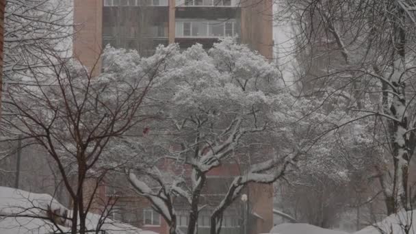 Zimní sněžení ve městě. Větve stromů jsou pokryty sněhem, na pozadí činžovního cihlového domu. — Stock video