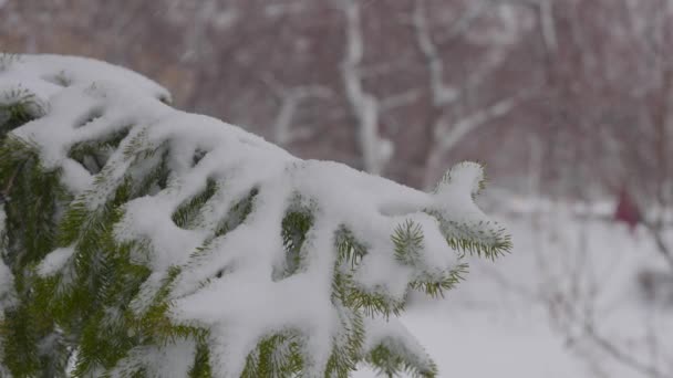 Засніжені ялинові гілки. Сильний снігопад у міському парку . — стокове відео