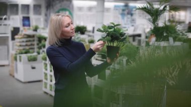 Çekici iş kadını iç mimarisi için plastik çiçek seçiyor..