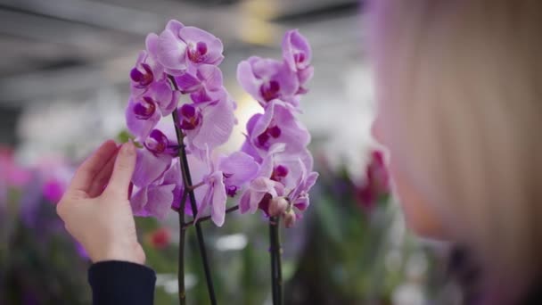 A woman chooses an orchid for home gardening. Fresh flowers in the interior. — Stock Video