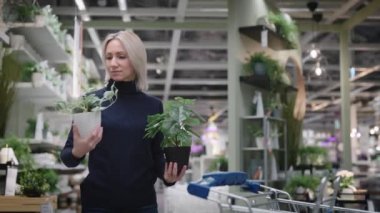 Çekici iş kadını iç mimarisi için plastik çiçek seçiyor..