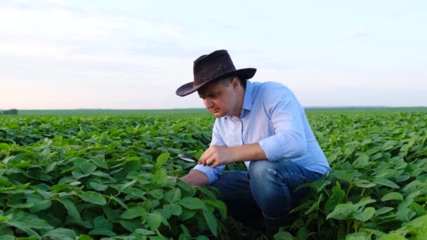 Plantenspecialist controleren veld sojabonen. Het begrip ecologie, natuurlijke producten. — Stockvideo