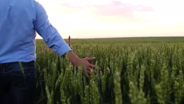 Agribusiness Sprawdzanie Wzrostu Pszenicy Pola Zielonej Pszenicy Chodzi Aby Rozwijać — Wideo stockowe