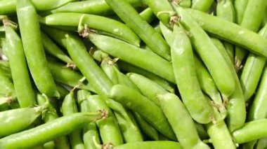 Çiğ taze bezelye kabuğu yakın çekim, dönüş.