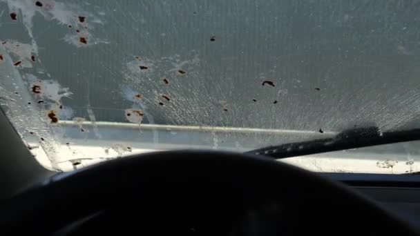 Bird feces on top of a car. Problems of birds in the city. — Stock Video