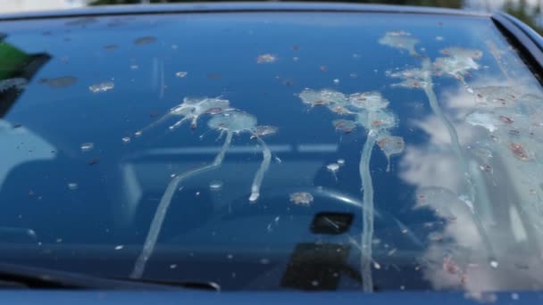 Ptačí výkaly na střeše auta. Problémy s ptáky ve městě. — Stock video