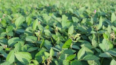 Yeşil soya tarlası. Rüzgarda sallanan yapraklar.