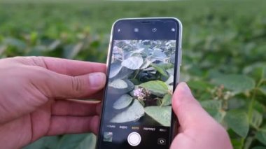 Tarım sektörü - soya fasulyesinin büyümesinden sonra bir çiftçinin elinde akıllı bir telefon.