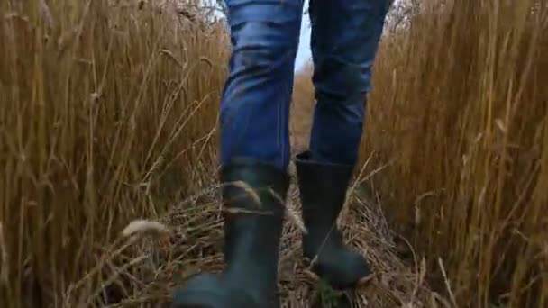 Een boer in rubberen laarzen loopt door een tarweveld. — Stockvideo