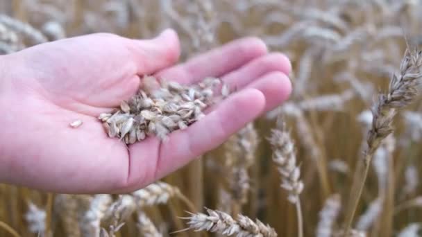 Фермер перевіряє якість врожаю перед збиранням в пшеничному полі . — стокове відео
