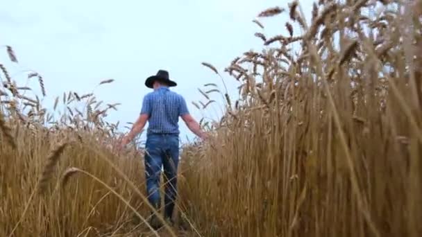 Vista posteriore: Un giovane agricoltore cammina in un campo di grano. — Video Stock