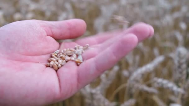 Een agronomist houdt rijpe tarwekorrels in zijn hand. Landbouwbedrijf. Graanoogst. — Stockvideo