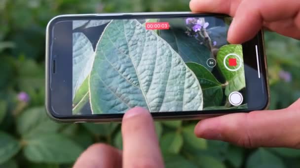 Hoja de soja de cerca, campo de soja verde. Agricultura. Tecnologías en este ámbito. — Vídeos de Stock