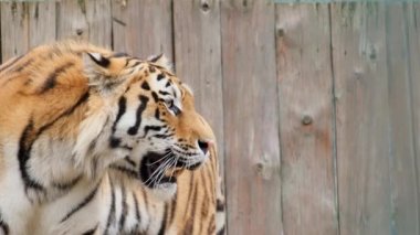 İnanılmaz Afrika kaplanı, kedi avcılarından oluşan bir aile..