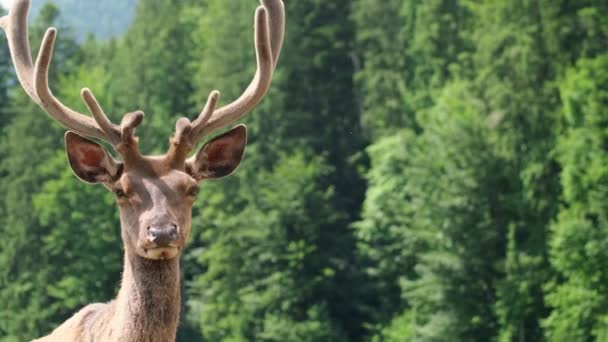 Kanada 'da bir hayvanat bahçesinde yıllık geyik avı. — Stok video