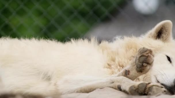 Um velho lobo branco ártico está dormindo. — Vídeo de Stock