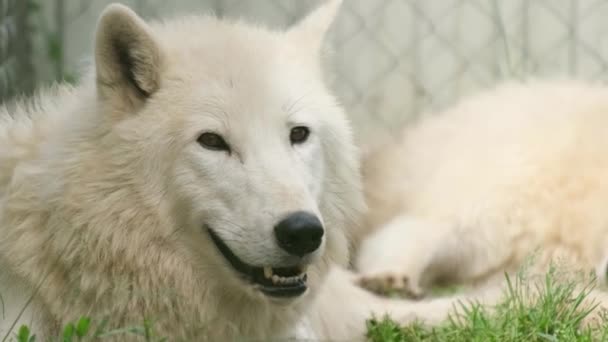 Lobo blanco descansando sobre la hierba. — Vídeos de Stock