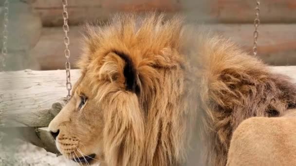 The lion is the king of beasts in captivity in a zoo behind bars — Stock Video