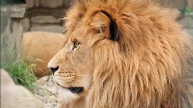 Yetişkin bir aslan, hayvanların kralı yalan söyler ve dinlenir..