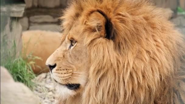 एक वयस्क शेर जानवरों का राजा झूठ बोलता है और आराम करता है . — स्टॉक वीडियो