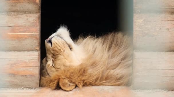 Расслабленный красивый лев-мужчина спит в зоопарке. — стоковое видео