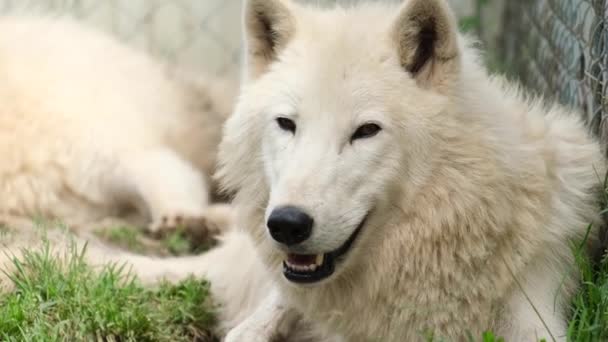 Beyaz kurt dinleniyor ve dikkatlice yan bakıyor.. — Stok video