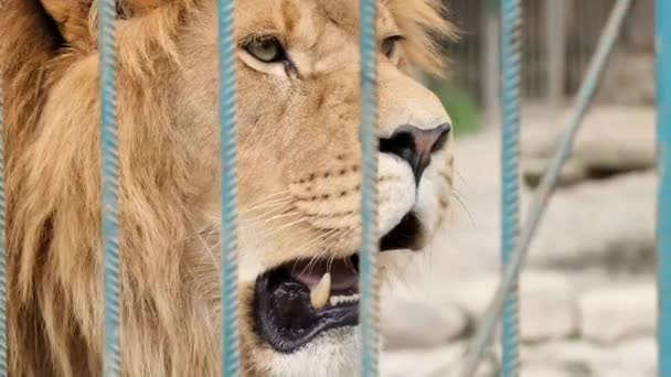 Primo piano di una faccia di leone che si trova in una gabbia. — Video Stock