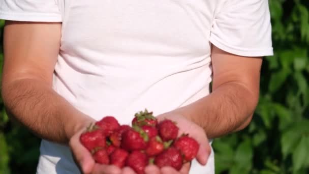 Primer plano de un granjero macho sosteniendo una gran fresa madura. Un puñado de fresas. — Vídeos de Stock