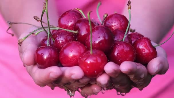 Grande cereja vermelha madura nas mãos de um agricultor. Vitamina C em cerejas. — Vídeo de Stock