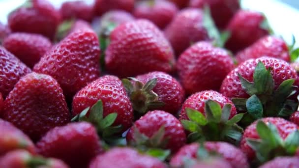 Oogst van rijpe rode aardbeien, close-up, aardbeienrotatie. — Stockvideo