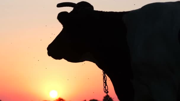 Silueta unei vaci la apusul soarelui. Animalul sacru din India — Videoclip de stoc