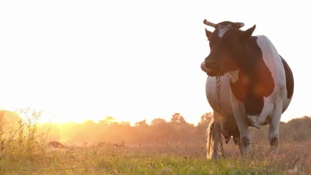 Όμορφη ασπρόμαυρη αγελάδα στο ηλιοβασίλεμα. — Αρχείο Βίντεο