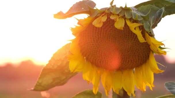 Dojrzałe słoneczniki o zachodzie słońca. Nasiona słonecznika zbierane są jesienią — Wideo stockowe