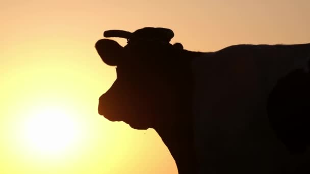 Gün batımında bir süt ineğinin silueti. Otlaktaki sığırlar, — Stok video