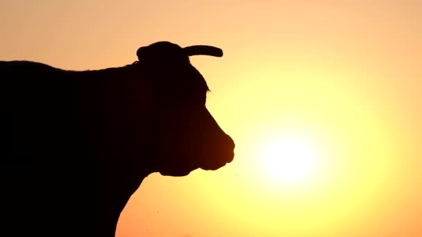 Ιερή αγελάδα της Ινδίας σιλουέτα στο ηλιοβασίλεμα — Αρχείο Βίντεο