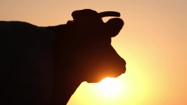 Silueta de una vaca lechera al atardecer. — Vídeo de stock