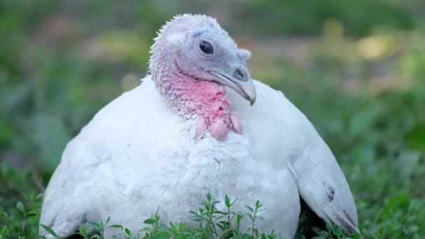 En kalkon med vita fjädrar och en röd näbb tittar på kameran — Stockvideo