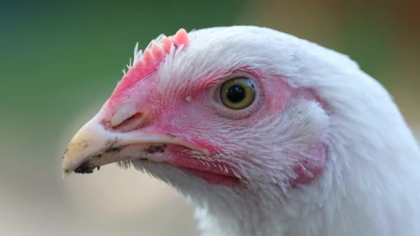 Pollo blanco de cerca. La cabeza de pollo mira a la cámara. — Vídeos de Stock