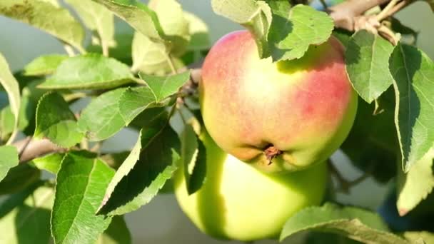 Schöner roter Apfel auf einem Apfelbaumzweig in der Sonne. — Stockvideo