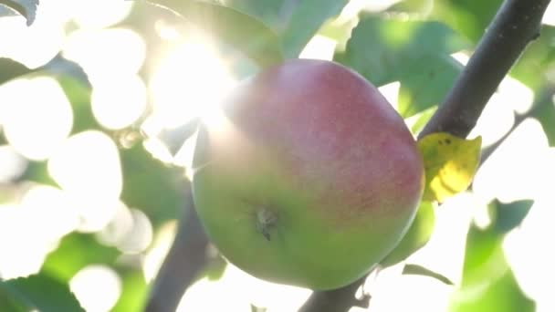 Wielkie czerwone jabłko na drzewie w słońcu. — Wideo stockowe
