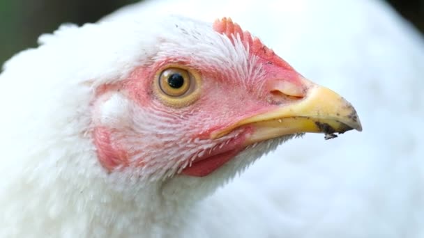 Egy vörös csőrű fehér csirke belenéz a kamerába.. — Stock videók