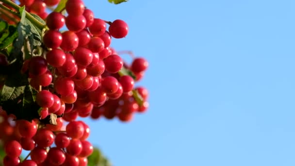 Ώριμη κόκκινη δέσμη του Viburnum σε ένα φόντο του μπλε ουρανού. — Αρχείο Βίντεο