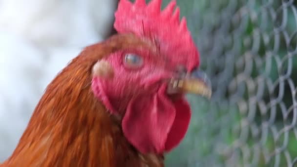 Coq rouge de près regardant dans la lentille de la caméra. — Video