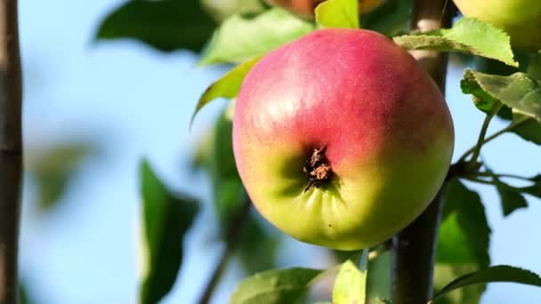 Stort rött äpple på ett träd i solen. — Stockvideo