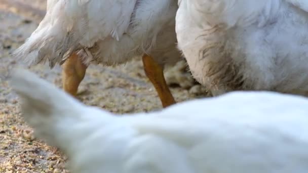 Group of white chickens on a poultry farm, close up. — Stock Video