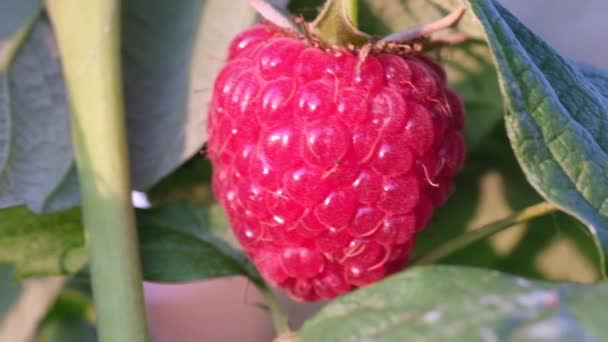 Крупним планом малинова ягода висить на гілці в саду. Осінні фрукти — стокове відео