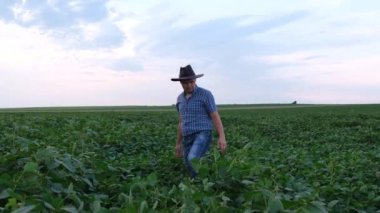 Genç bir tarım uzmanı tarlada soya fasulyesi mahsulünü inceliyor. Soya tarlasında bir çiftçi.. 